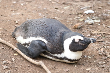 Fototapeta premium penguin
