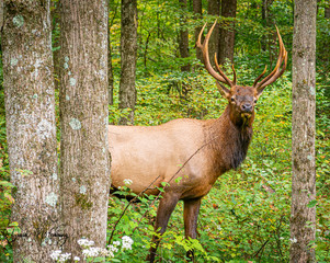 Obraz premium Adult Bull Elk in the Pennsylvania Wilds