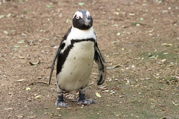 Obraz premium penguin south africa