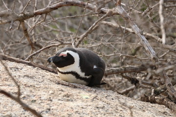 Naklejka premium south african penguin
