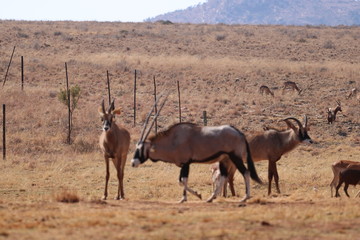 south african safari antelope