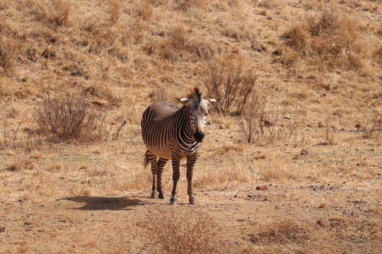 souh african zebra