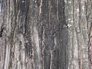 Tree bark