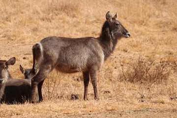 african animals