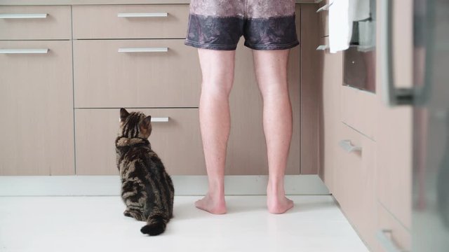 Cat in kitchen waiting for food 4K. Static long shot of person legs and cat in focus in the kitchen.