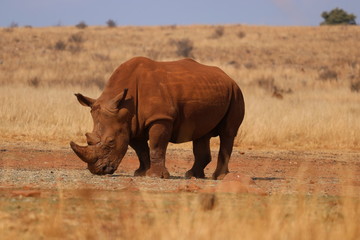 Fototapeta premium white rhinoceros in africa