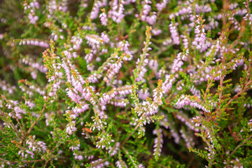 Blossom Heather Flowers Meadow Top Down View
