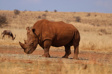 rhino in serengeti national park tanzania africa © Marina