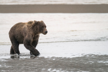 Obraz premium Grizzly bear walking down the beach in the rain. Image taken in Lake Clark National Park and Preserve, Alaska.