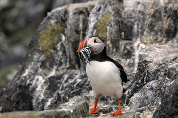 Puffin standing on a rock with sand eels in its mouth. Image taken in the Farne Islands, United Kingdom.