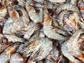 Close up banana shrimp for sale in Bangkok Fresh Market . Fenneropenaeus merguiensis
