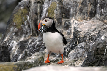 Puffin standing on a rock with sand eels in its mouth. Image taken in the Farne Islands, United Kingdom.
