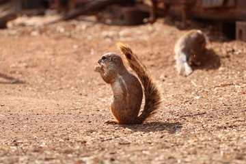 squirrel eating nut