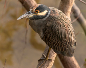 Heron Bird Yellow Crowned Night Heron portrait