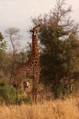 giraffe in kruger
