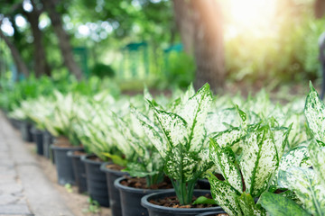 Trees for decorate in the garden at home