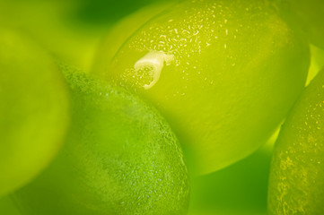 Green grapes from the fridge with condensate droplets on the skin. Selective focus. Close up. Macro shooting. Chilled fruits.