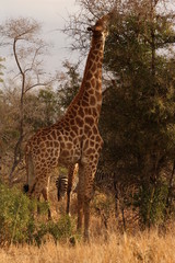 Naklejka na ściany i meble giraffe in africa