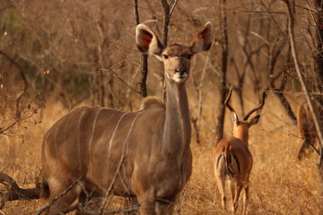 impala in savanna