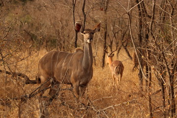 kudu in kruger national park