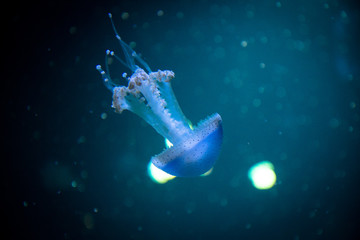 Obraz na płótnie Canvas Jellyfish floating into the deep