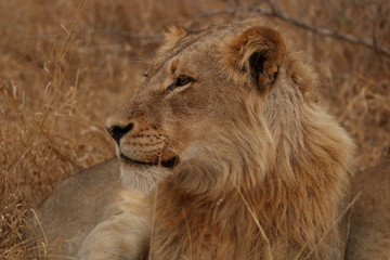 Obraz na płótnie Canvas lion in africa
