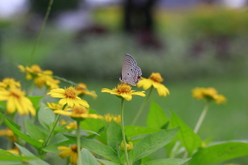 butterfly on flower.