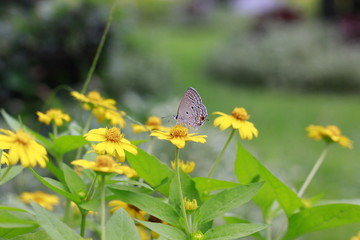 butterfly on a flower