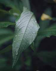 leaf with water drops