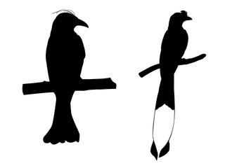 Collection of Drongo Bird on tree branch Silhouettes.