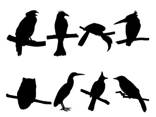 Collection of Bird on tree branch Silhouettes.