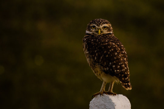 owl