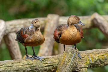 Two Lesser Whistling-Duck (Dendrocygna javanica) standing on wooden rail in the rain. Selective...