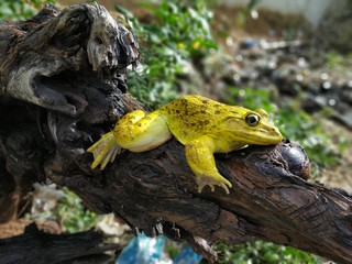 frog in pond