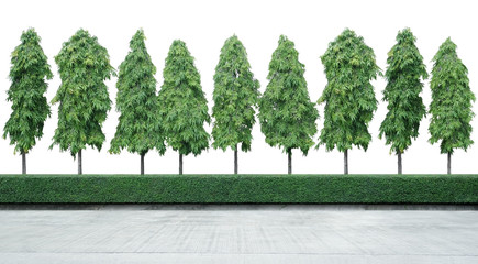 tall trees line isolated on white background and cement floor in foreground