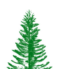 fir tree isolated on white background 