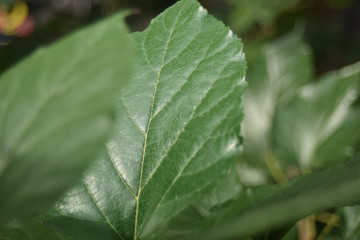  The green leaves in the morning are exposed to sunlight and the colors are beautiful. Naturally beautiful