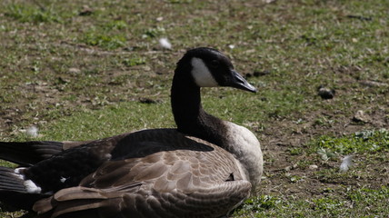 goose on water