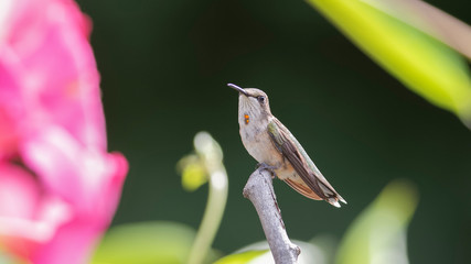 A Perch By The Mandevilla