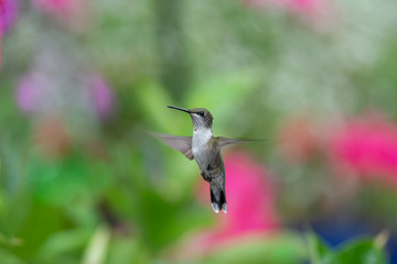 Hummingbird in a Colorful Garden