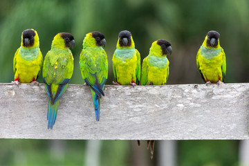 A baeautiful group of Periquito-de-cabeça-preta (Nanday Parakeet),  in their natural habitat at Pantanal, Mato Grosso do Sul, Brazil