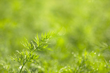 Young dill on a morning bed in the dew and glare from the sun in the process of growth close-up. Background from green juicy and tender dill in the morning dew macro with copy space.