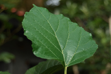  The green leaves in the morning are exposed to sunlight and the colors are beautiful. Naturally beautiful