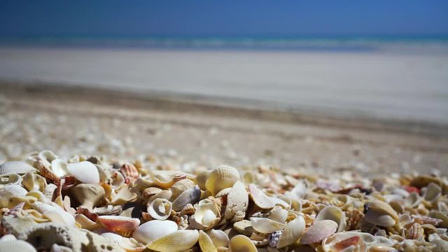 Male feet walk on sea shells on beach, ocean in background, stationary close up