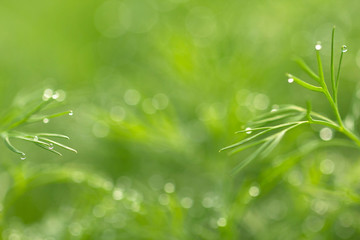Fototapeta premium Young dill on a morning bed in the dew and glare from the sun in the process of growth close-up. Background from green juicy and tender dill in the morning dew macro with copy space.