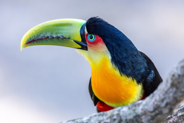 Colorfull Red-brested Toucan (Tucano-de-bico-verde) on a tree branch in the Atlantic rainforest, at The Itatiaia National Park, Brazilian conservation unit of integral nature protection.