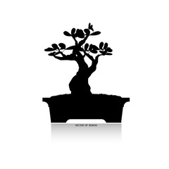 Bonsai tree, Black silhouette of bonsai. Detailed image. Vector illustration. Decorative arts. Mini tree in pot. Dwarf tree decoration art.  