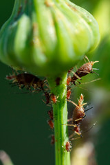fotografia macro de pequeños insectos