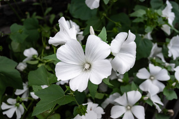 Obraz na płótnie Canvas White flowering Petunia in the garden
