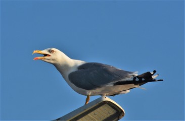 an albatross sitting on a pole